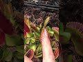 CARNIVOROUS PLANTS hunting SONG