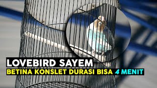 Lovebird Konslet Betina Ngekek Durasi 4 Menit !! Sayem ' Alas Tuwo SF '
