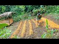 150th day living off-grid - Making land for planting potatoes - Taking care of wild boar - Ep.54