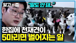 “초등학생 지능 수준” 설쌤도 소름 돋은 보더콜리의 상위 1% 천재력｜세상에 나쁜 개는 없다｜알고e즘