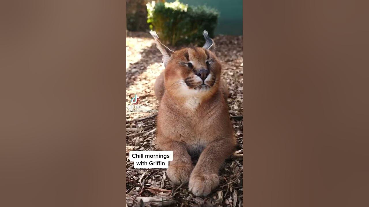 Каракал кот (Caracal Cat ) - Tik Tok video - #caracalcat #tiktok#like #