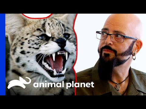 Serval Cat Descendant Tests Jackson