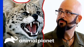 Serval Cat Descendant Tests Jackson's Bravery | My Cat From Hell