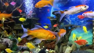 Aquarium asmr // koi fish & glow fish screenshot 3