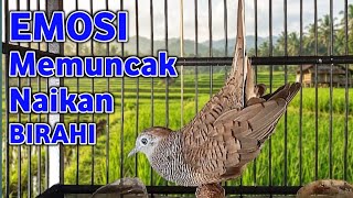 Perkutut Lokal Gacor Suara Super Kristal - Pancingan Malas Bunyi  (99%AMPUH BANGET)