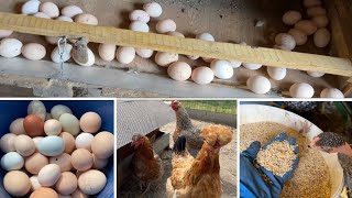 видео: Что кушают куры Чтобы Хорошо Нестись и не ЖИРЕТЬ картинка: Что кушают куры Чтобы Хорошо Нестись и не ЖИРЕТЬ