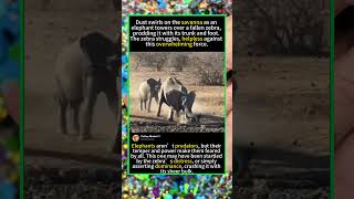 Elephant vs Zebra: When the Giant Attacks #ElephantVsZebra #WildlifeDocumentary#foryou
