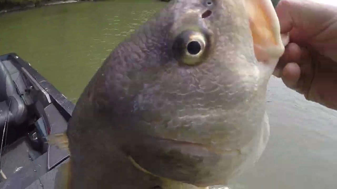 Crazy stacked up Sheephead (freshwater drum) on Lake Champlain YouTube