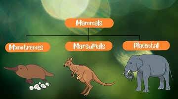Classification of Mammals: Monotremes, Marsupials and Placentals