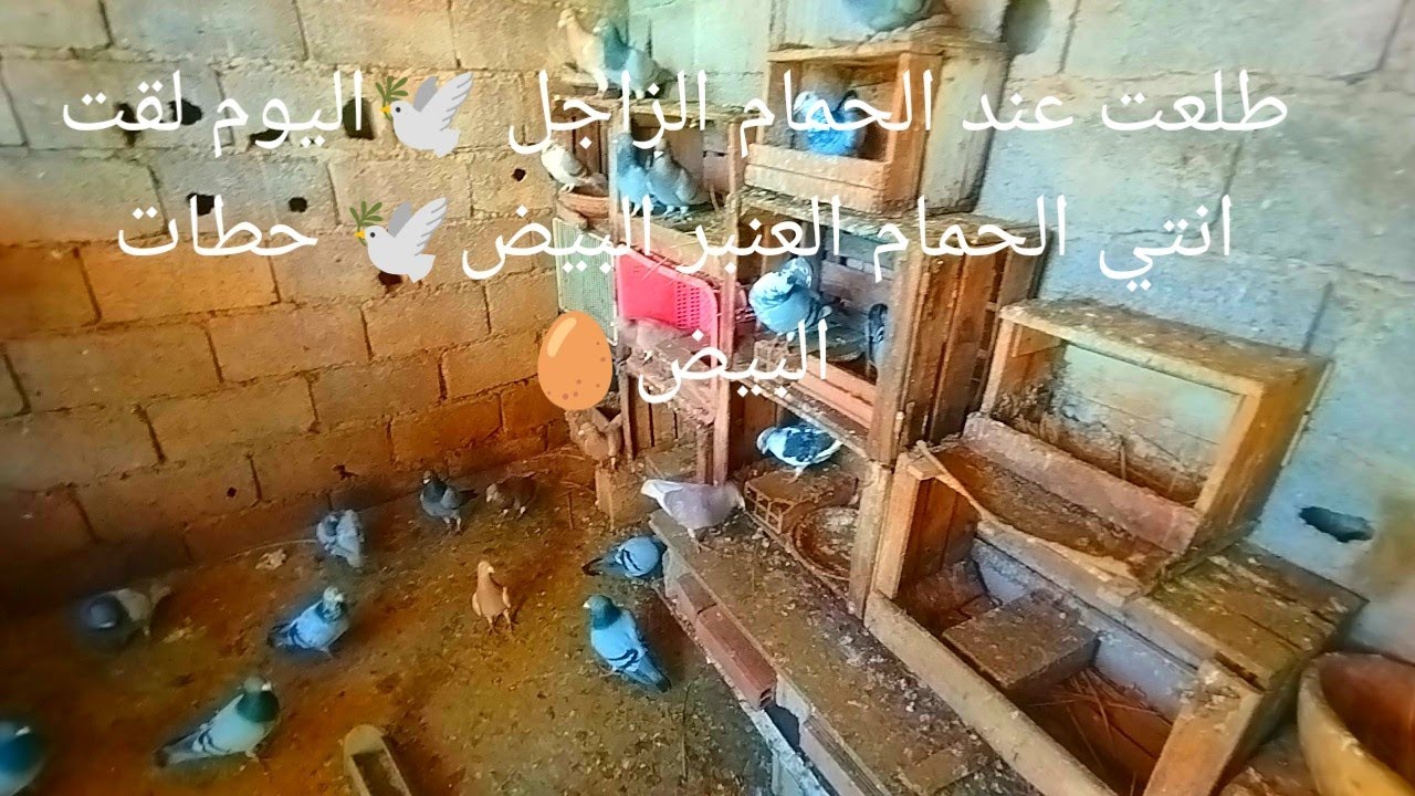 طلعت عند الحمام الزاجل 🕊️اليوم لقت انتي الحمام العنبر البيض🕊️ حطات البيض🥚