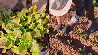 Cómo cultivar lechugas desde semillero