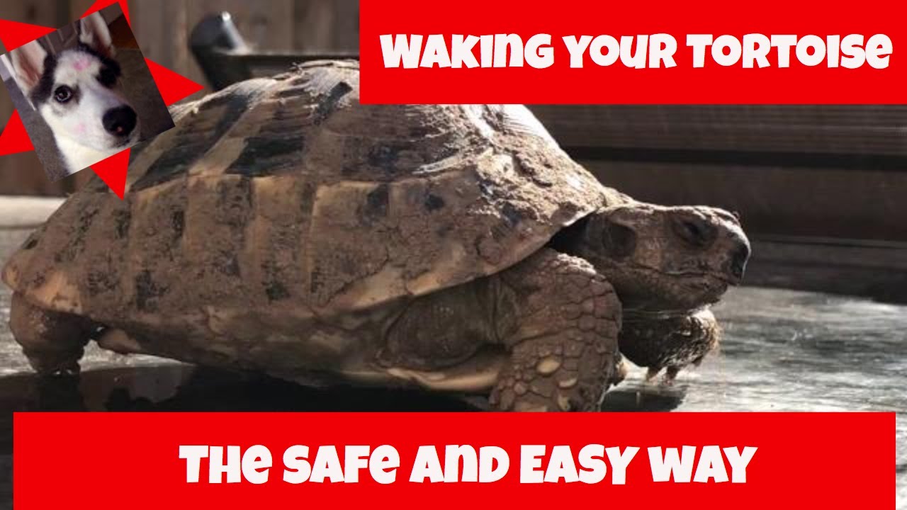 How to wake your tortoise from hibernation what to do and when! YouTube
