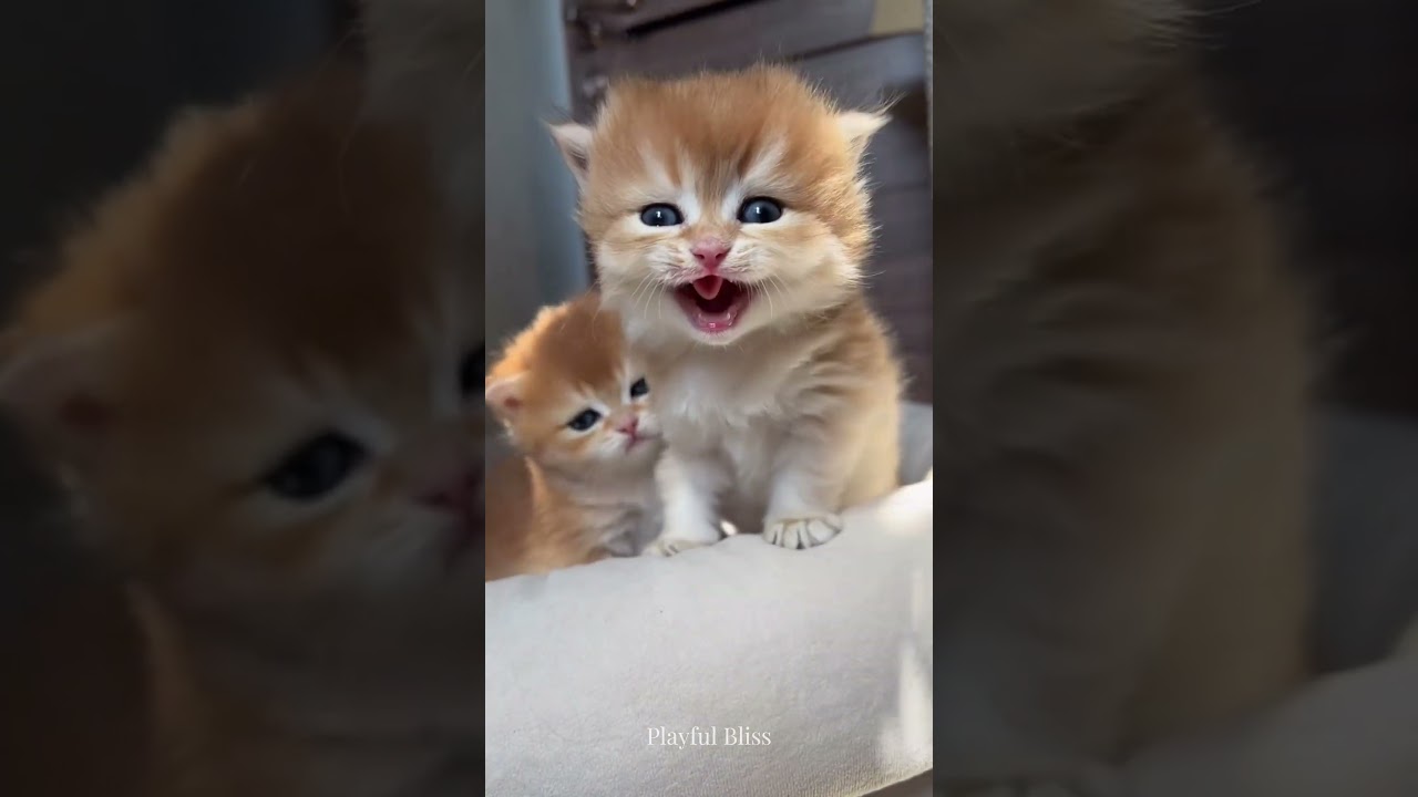 可爱小猫 😻💖 