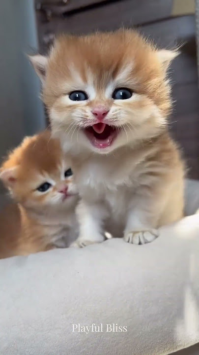 可爱小猫 😻💖 #223 #小猫 #宠物 #猫短视频 #小猫们 #病毒视频