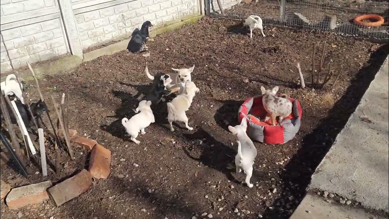 Питомник собак поводырей купавна. Новости в питомнике собак в крыму. Новости в питомнике собак в крыму. Приют любимец. Питомник собак поводырей.