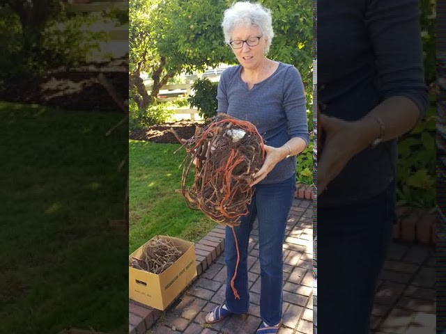 Take it all off? The Bare-root way to plant trees - Webinar featuring Dr. Linda Chalker-Scott