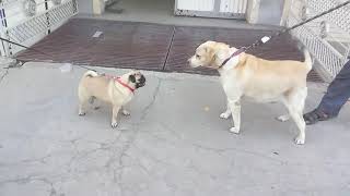 Pug has almost kill the Labrador