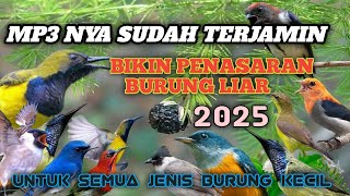 Download Lagu Suara pikat BURCIL kombinasi suara alam kebun blukar ❗MP3 ini juaranya untuk pikat  MP3
