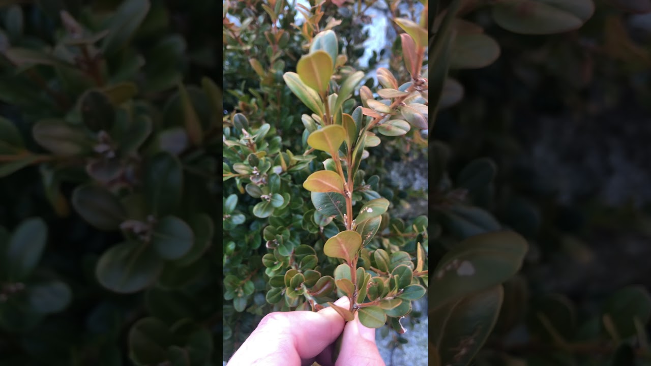 Japanese boxwood