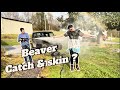 Beaver catch &amp; skin?? 