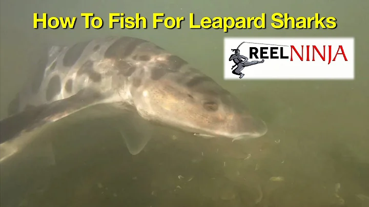 How To Fish For Leopard Sharks From Shore