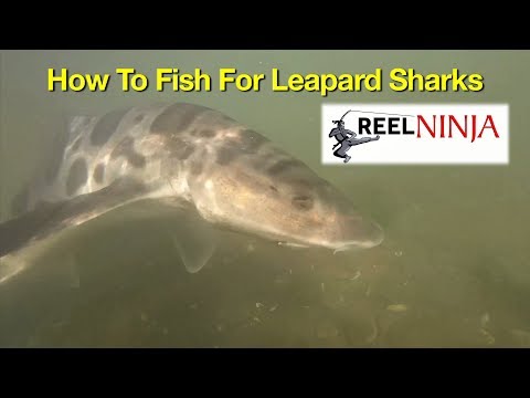 How To Fish For Leopard Sharks From Shore