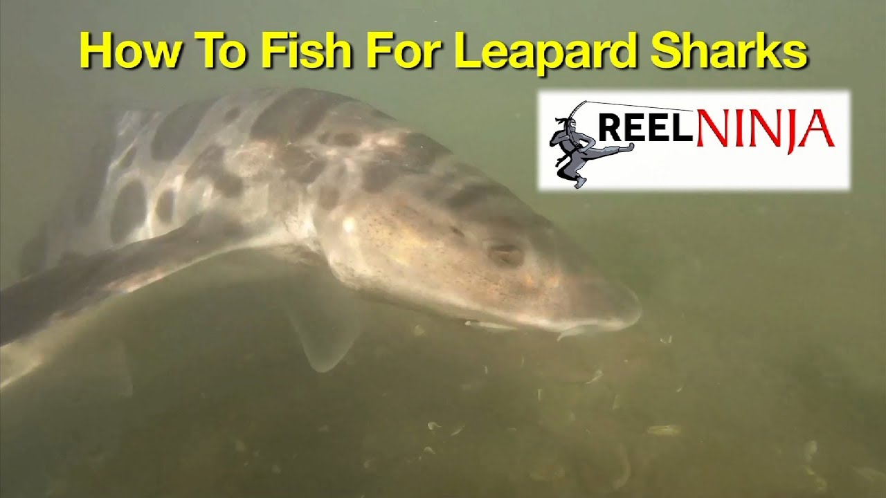 How To Fish For Leopard Sharks From Shore 