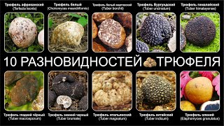 Топ 10 РАЗНОВИДНОСТЕЙ ГРИБОВ ТРЮФЕЛЯ