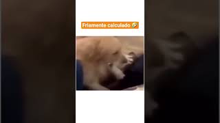 Friamente calculado 🤣 #humor #comedia #funny #dog #shorts