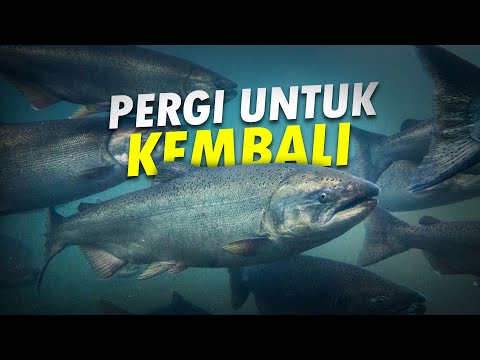 Video: Kapan salmon terkurung daratan bertelur?