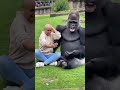 A Funny Surprise During a Gorilla Selfie 😄
