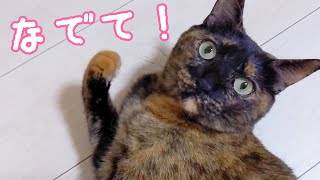 甘えモードのサビ猫が可愛すぎるので見て…