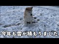 雪の中の柴犬！