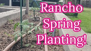 Rancho Spring Planting & Orchard Update!