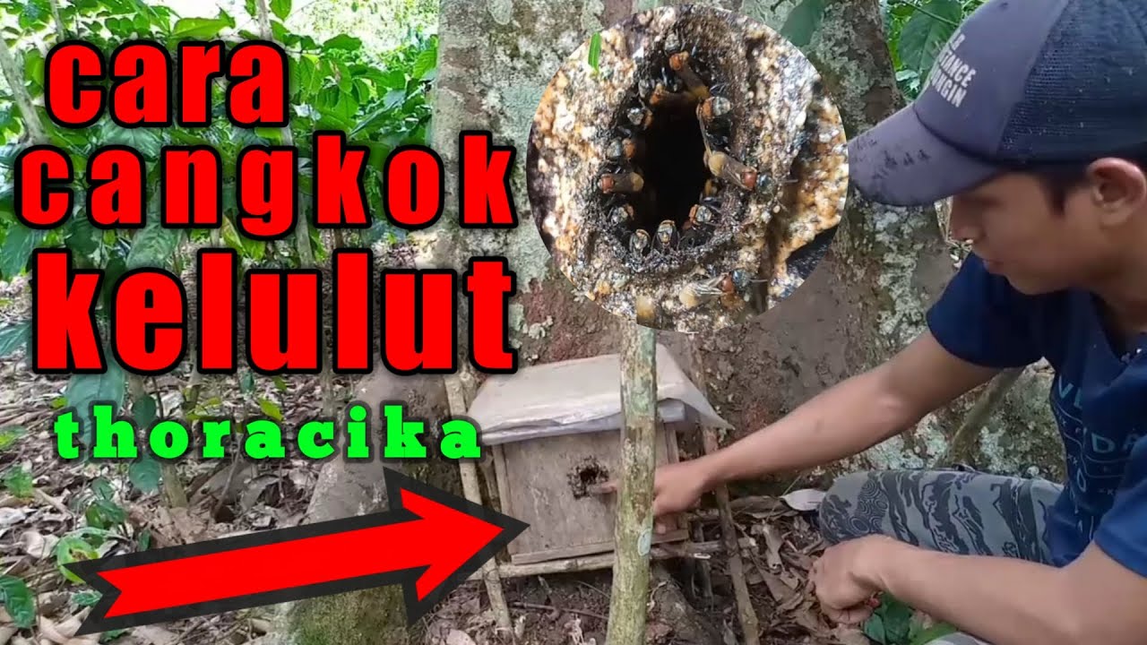 Cara mencangkok kelulut paling cepat dihuni