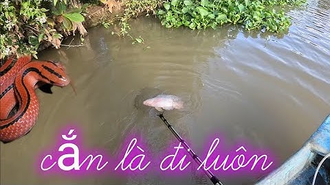 Nước lũ về. Kích Toàn cá rô phi. Đụng con rắn kỳ lạ màu đỏ. Sang săn bắt miền Tây vlog