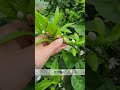 【みかんの春芽とは？】どの枝を春芽と言うのか？#Shorts #みかん専門 #みかん