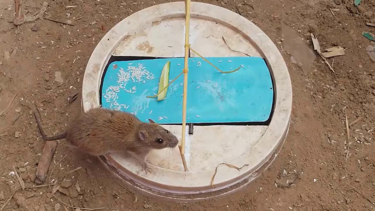 5 Gallon Bucket Rat Trap, DIY Homemade Rat Trap 