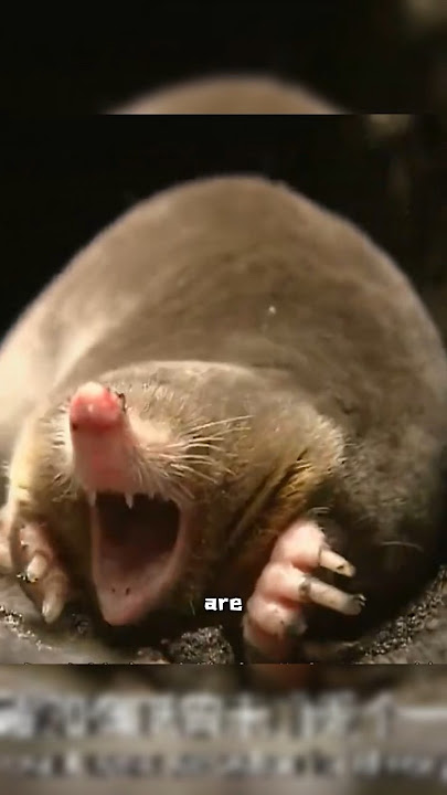 Mole #cute #animals #mole