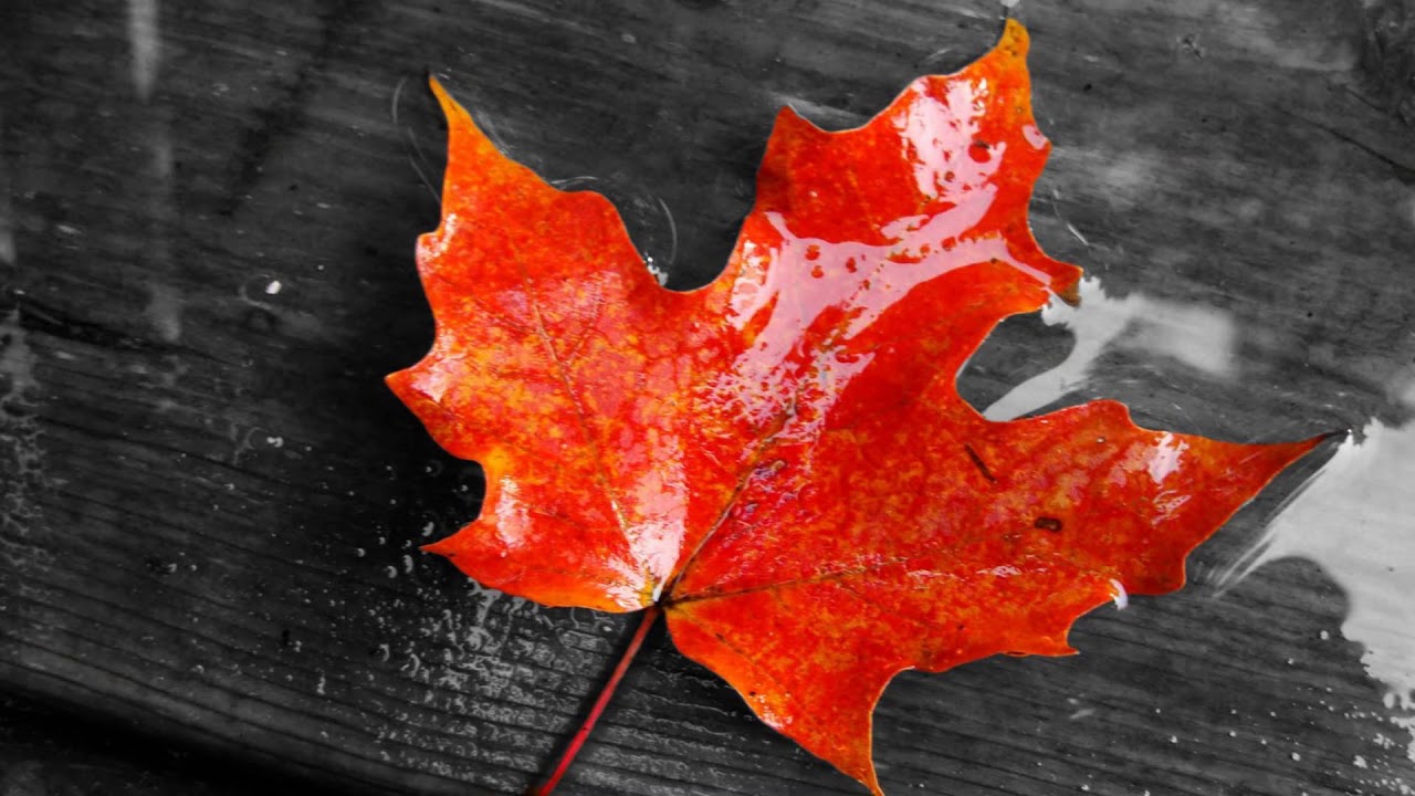 Colorful Maple Leaf (HD1080p)