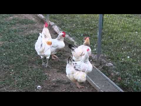 camera iphone 8 plus apk Gallinas camperas