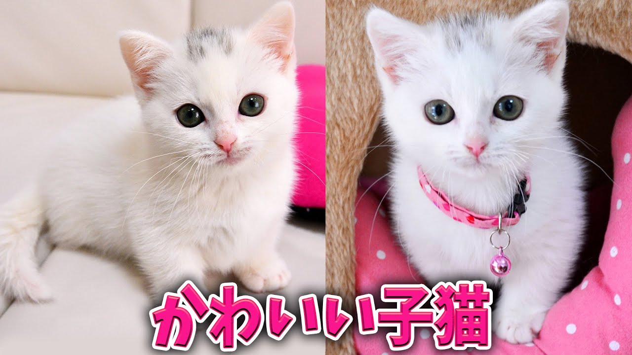 夢中で遊んでいる白い子猫が可愛い！ The white Munchkin kitten is so