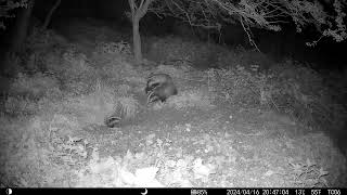 Funny Rapid Hide and Seek by baby Badgers 16apr24 Cambs UK 947pm by Aviation Videos & Wildlife FULL HD 8 views 2 weeks ago 1 minute, 1 second