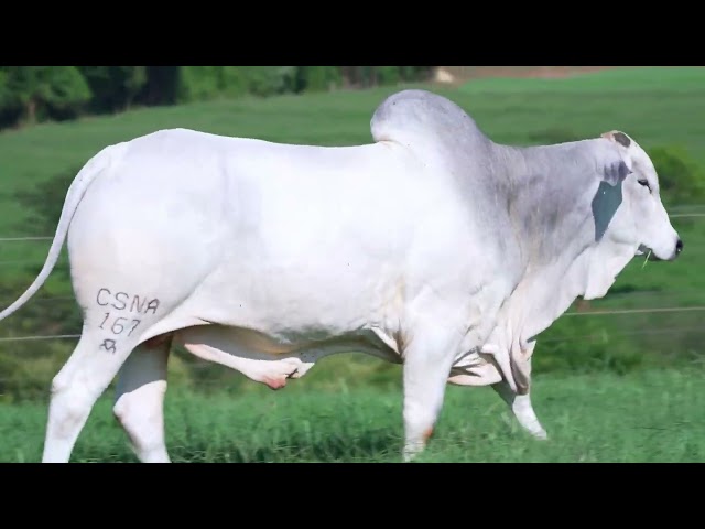 Lote 25   Leilão Virtual Super Nelore 8 Edicao