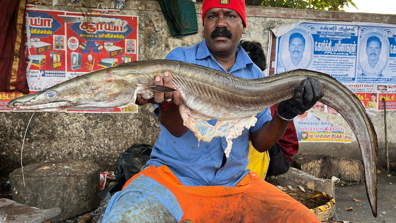 KASIMEDU EEL FISH CUTTING 