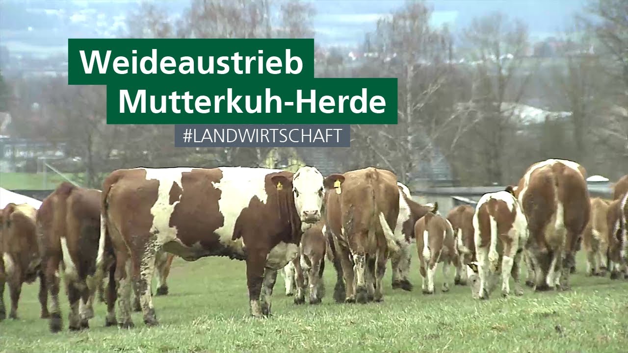 Weideaustrieb in den Landwirtschaftlichen Lehranstalten in Bayreuth