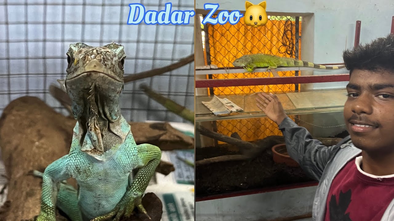 Dadaar Insect Dadar zoo 🐱 all animals explore in this video / check it out guy’s ...