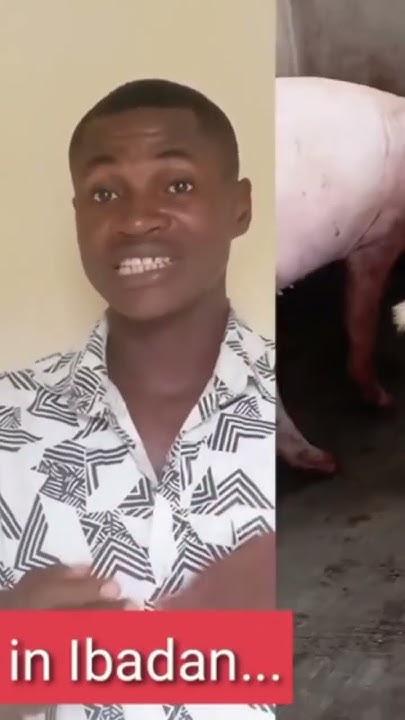 What Do Piglets Eat Fully Available On My Channel pigfarming YouTube what-do-piglets-eat-fully-available-on-my-channel-pigfarming-youtube