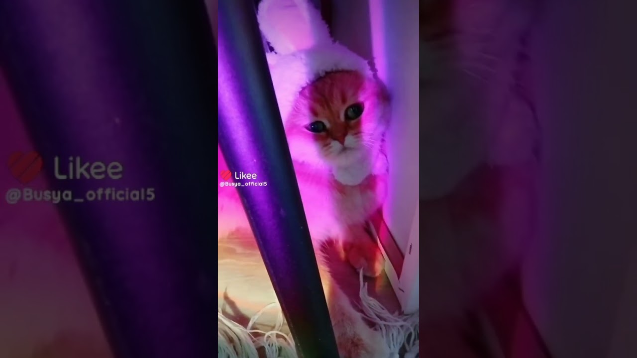 Рыжая зайка😊😸😺🐰 