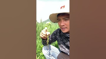 Cây Thuốc Cỏ Bợ bạn nên biết #covenduongvlogs #câythuốcquý #farming #caytrongnha #caythuoc #caycanh